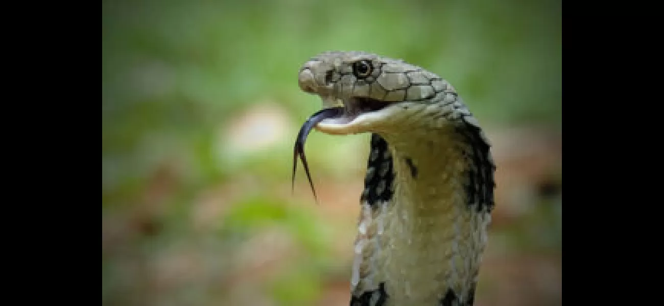 Man in India accused of killing wife and child with a venomous cobra.