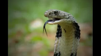 Man in India accused of killing wife and child with a venomous cobra.