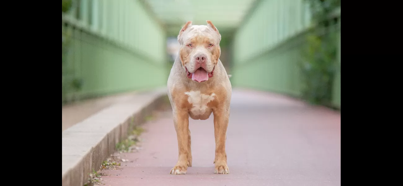 Ban on XL bullies could result in more dogs being abandoned.