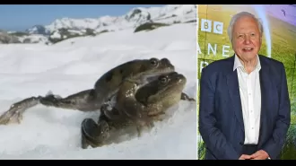 Viewers shocked at explicit frog scene in Planet Earth III.