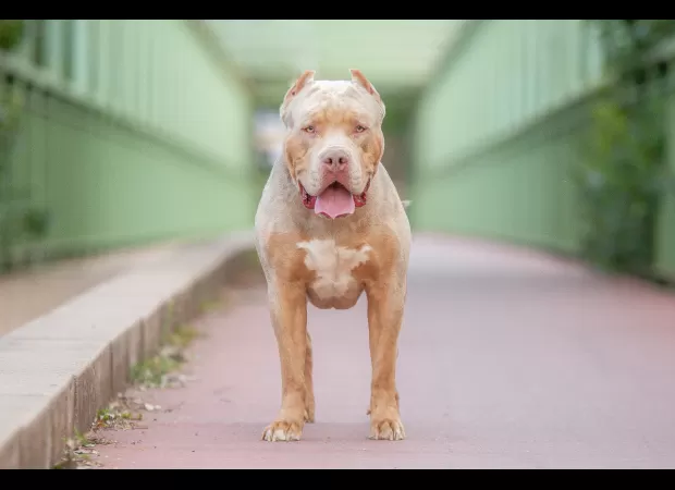 Ban on XL bullies could result in more dogs being abandoned.