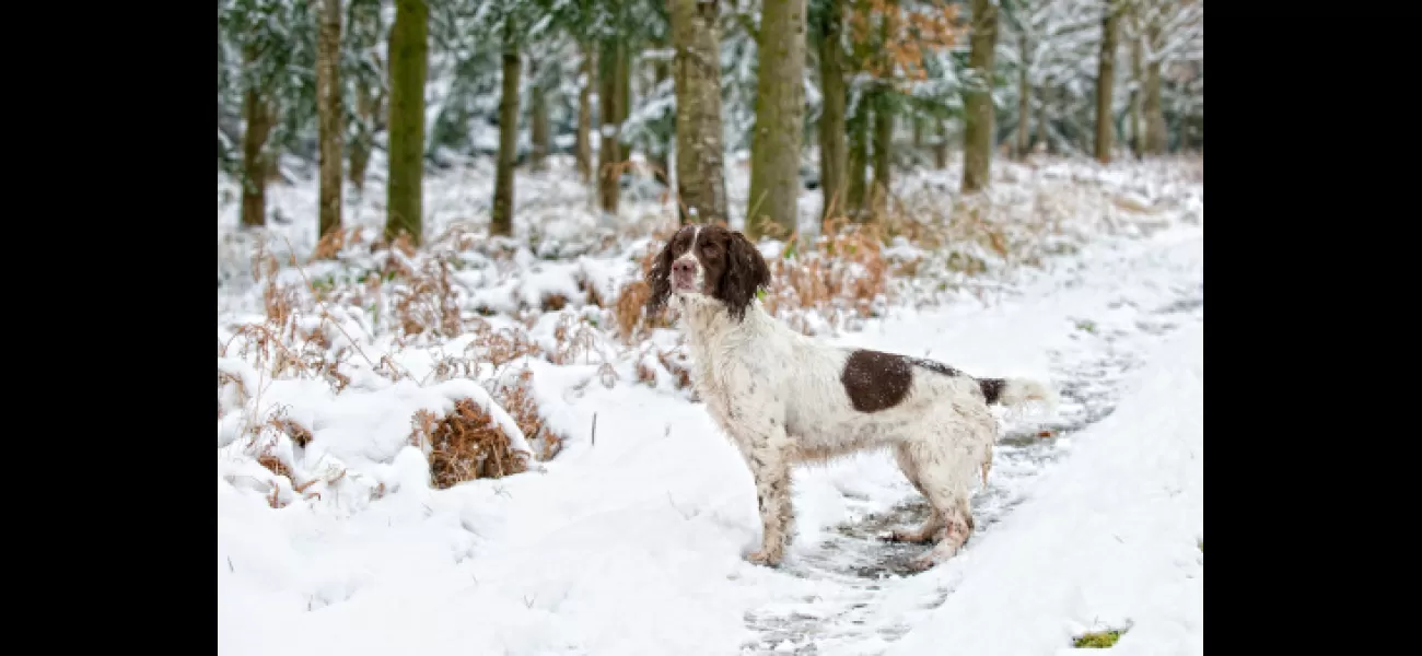 Expert cautions against taking your dog out in freezing temperatures.