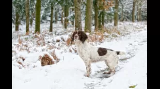 Expert cautions against taking your dog out in freezing temperatures.
