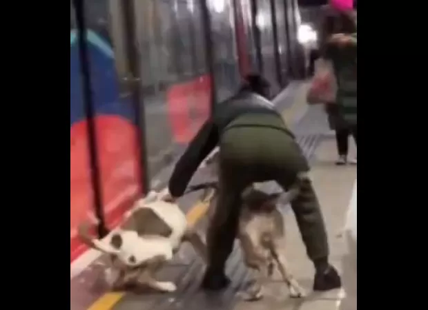 Two dogs attacked people on a London train platform after their owner lost control of them.