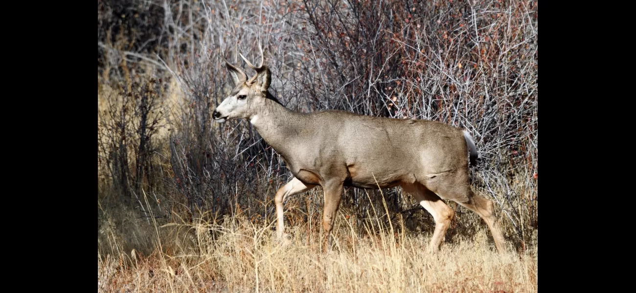 Fear of a fatal deer disease spreading to humans has been renewed after a new case was reported.