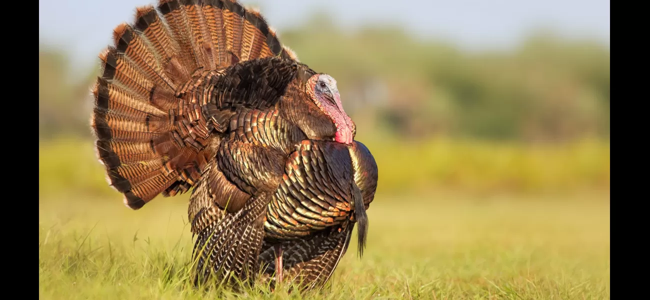 Thousands of people experience loss of power on Christmas Eve due to wild turkey.