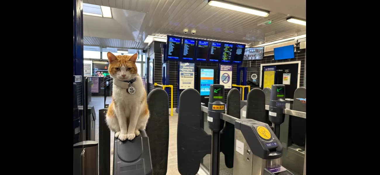 Cat is a local celebrity bringing joy to commuters every day of the year!