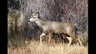 Fear of a fatal deer disease spreading to humans has been renewed after a new case was reported.