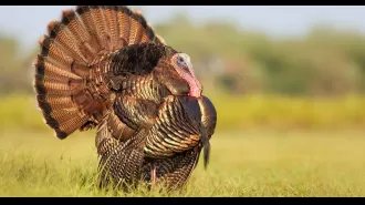 Thousands of people experience loss of power on Christmas Eve due to wild turkey.
