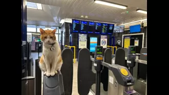 Cat is a local celebrity bringing joy to commuters every day of the year!