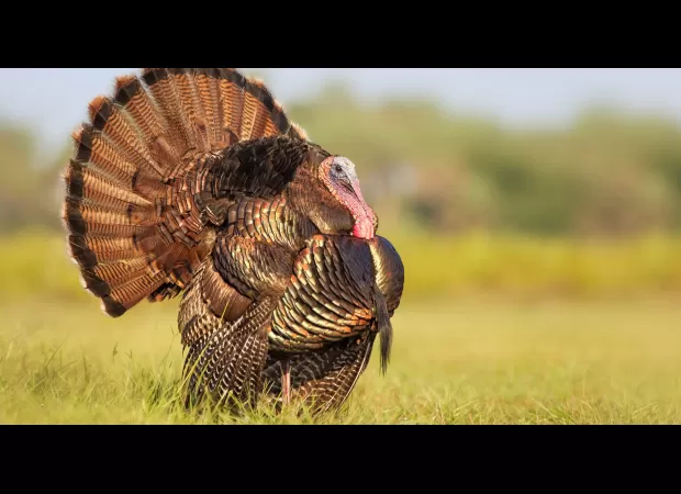 Thousands of people experience loss of power on Christmas Eve due to wild turkey.