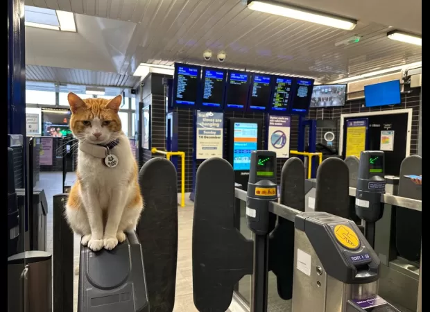 Cat is a local celebrity bringing joy to commuters every day of the year!