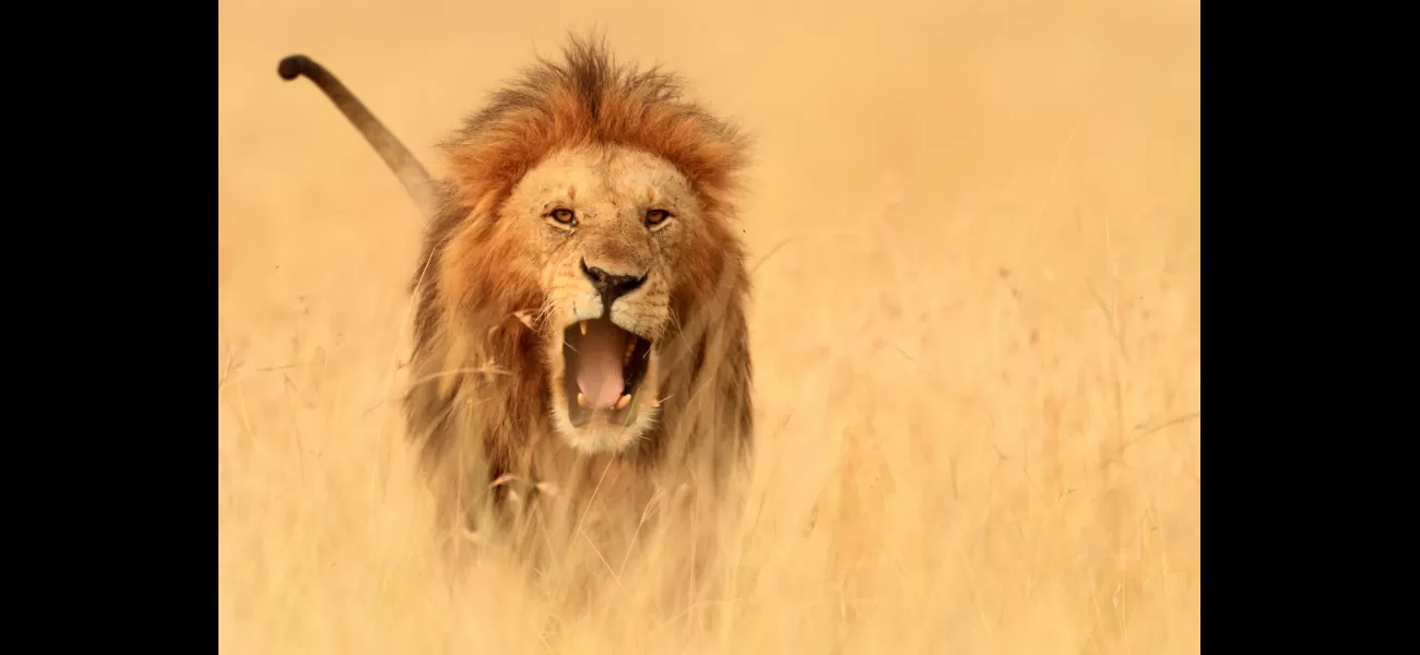 Motorcyclist died in Kenya when attacked by a lion while riding.
