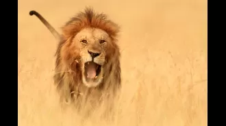 Motorcyclist died in Kenya when attacked by a lion while riding.