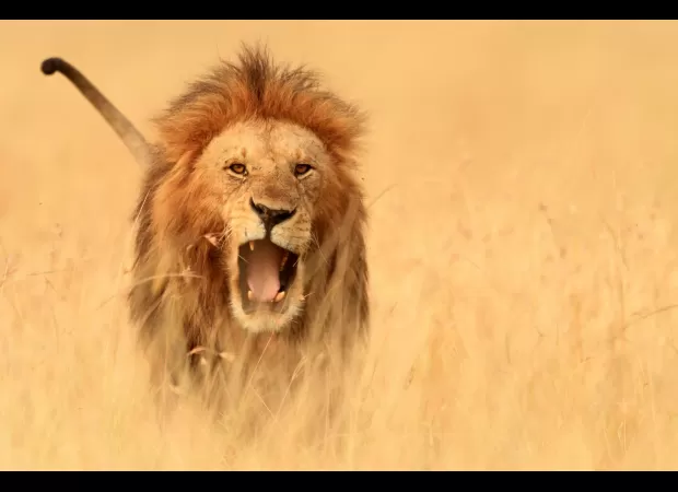 Motorcyclist died in Kenya when attacked by a lion while riding.