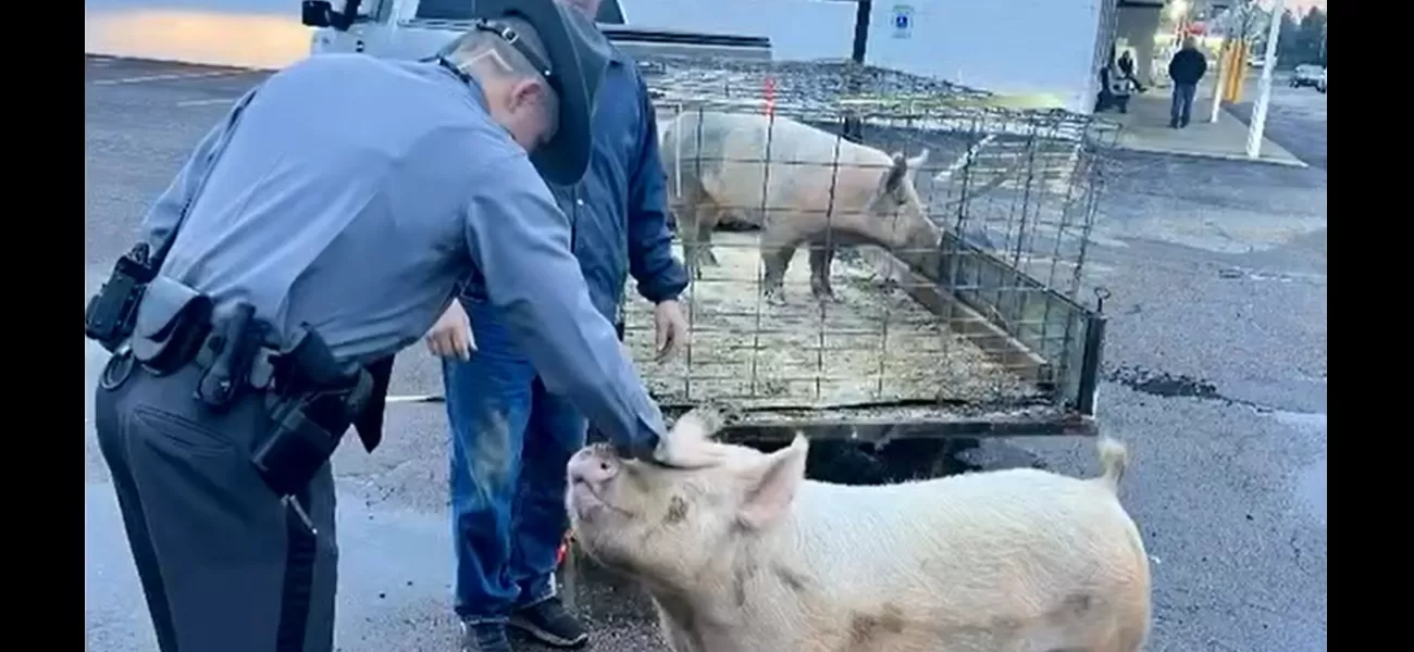 A pig on the loose caused a stir near a McDonald's drive-thru.