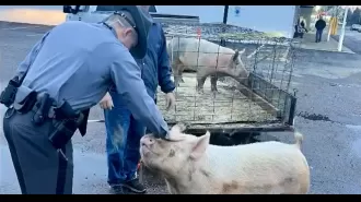 A pig on the loose caused a stir near a McDonald's drive-thru.