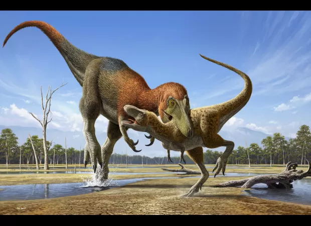 Mystery of the toddler T rex solved after costly research.