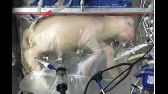 Thousands of preemies could be saved using artificial wombs.