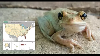 Map shows spread of cannibal frogs that consume a variety of prey in US.