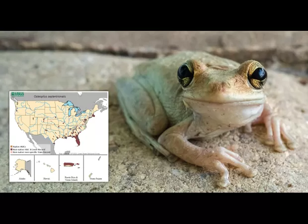 Map shows spread of cannibal frogs that consume a variety of prey in US.