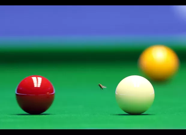 Masters players demand action on Alexandra Palace's wasp issue.