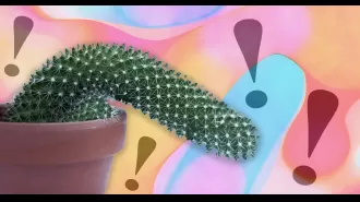 6 surprising facts about penises that weren't covered in biology class.