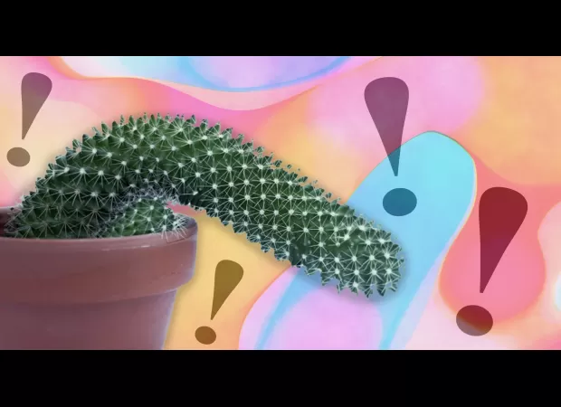 6 surprising facts about penises that weren't covered in biology class.