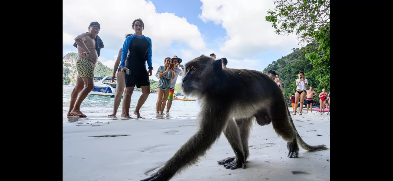 Tourists at beach attacked by monkeys.