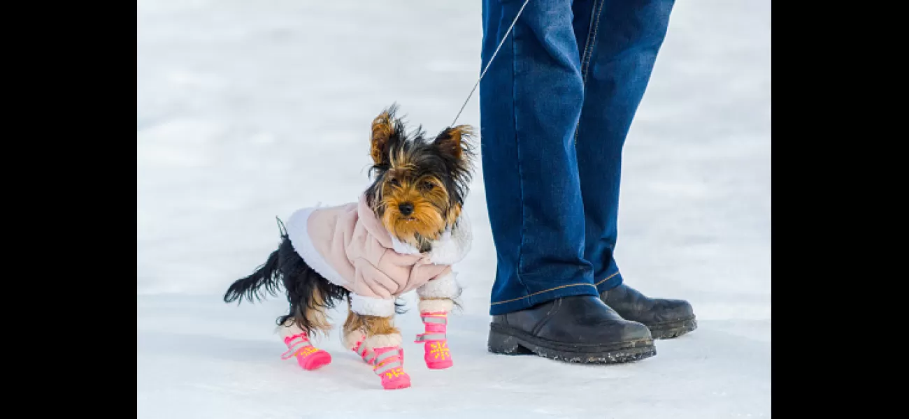 A veterinarian cautions against using boots for dogs in chilly temperatures.