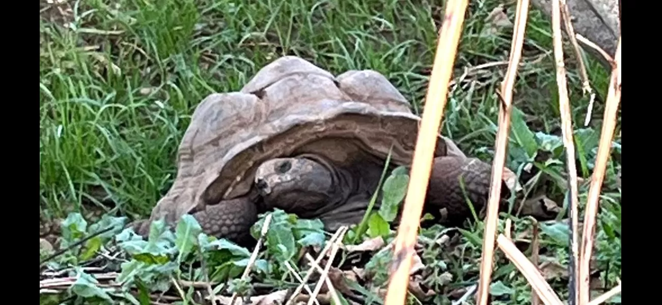 Rare giant tortoises found dead in woodland, National Trust puzzled by cause of death.