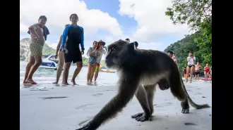 Tourists at beach attacked by monkeys.