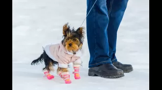 A veterinarian cautions against using boots for dogs in chilly temperatures.
