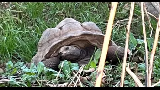 Rare giant tortoises found dead in woodland, National Trust puzzled by cause of death.