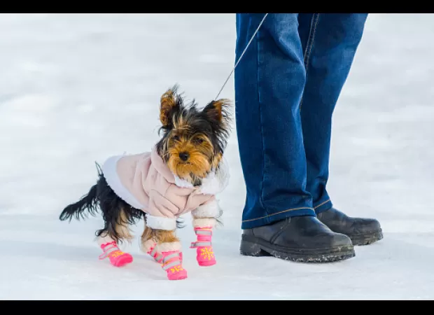 A veterinarian cautions against using boots for dogs in chilly temperatures.