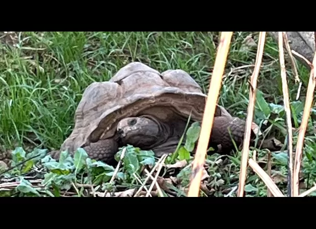 Rare giant tortoises found dead in woodland, National Trust puzzled by cause of death.