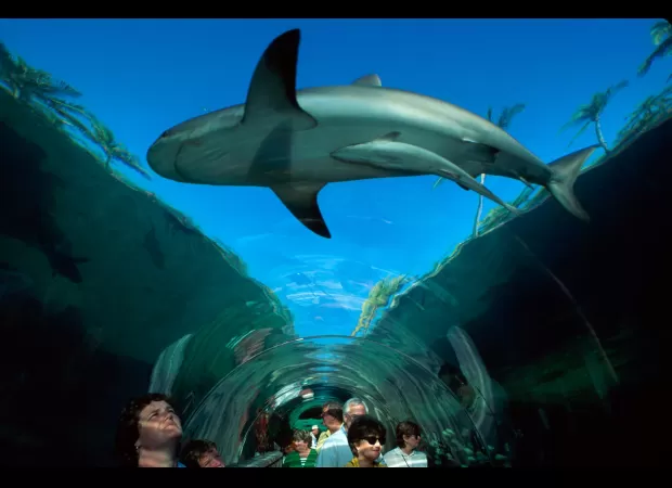 10-year-old boy bitten during shark tank excursion at hotel.