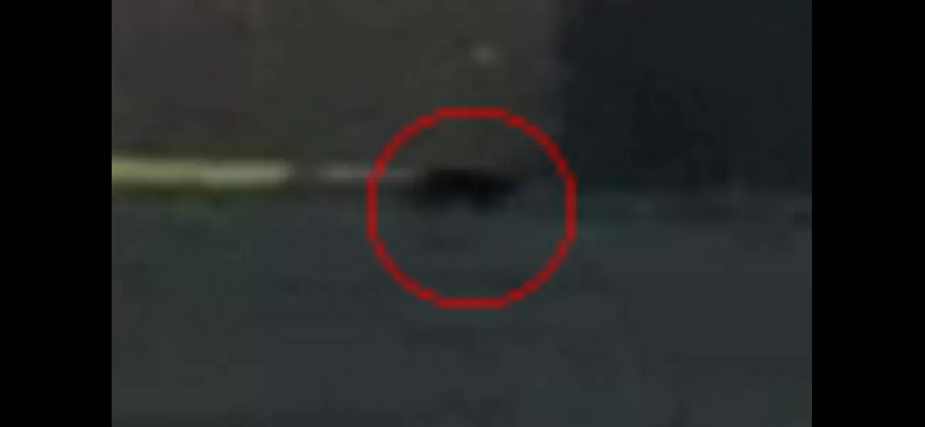 Video captures unknown large feline running in rural area.