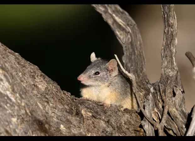Adorable animal known for deadly mating rituals hides a more sinister truth.