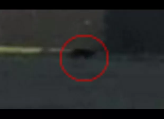 Video captures unknown large feline running in rural area.