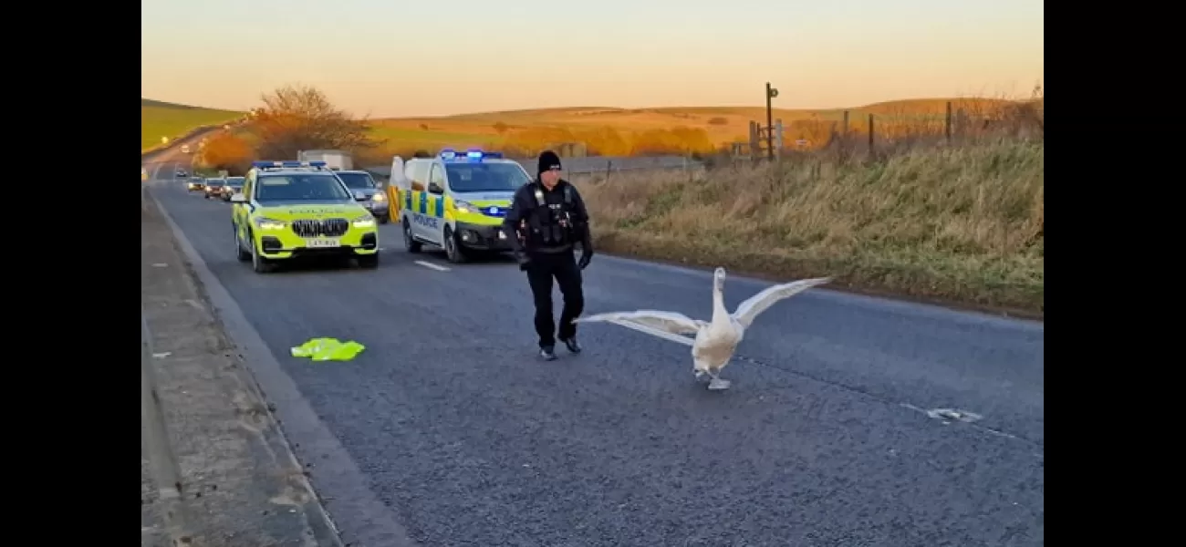 A swan wandering on a busy road causes a chaotic situation similar to Hot Fuzz.