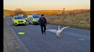 A swan wandering on a busy road causes a chaotic situation similar to Hot Fuzz.