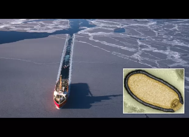 Siberian 'zombie' viruses could cause a new pandemic if unleashed.