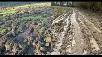Wild boars caused £15,000 of damage, turning a campsite into a muddy bog.