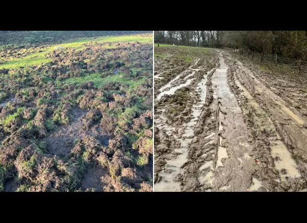 Wild boars caused £15,000 of damage, turning a campsite into a muddy bog.