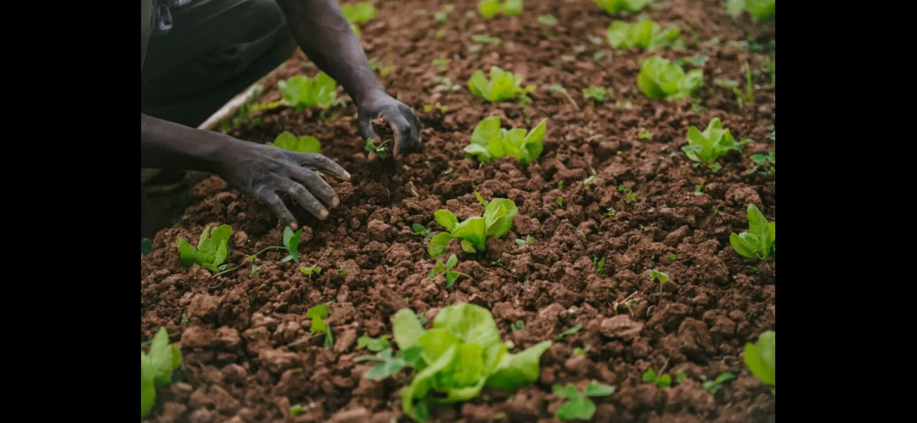 Black-owned farm, Local Lands, helps Georgia residents fight food deserts by expanding their reach and accessibility.