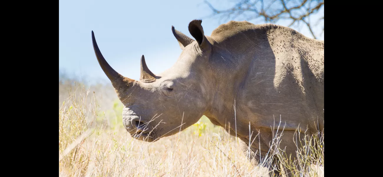 A species on the brink of extinction may have a chance at survival due to recent developments.