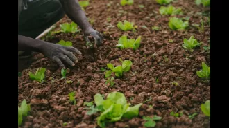 Black-owned farm, Local Lands, helps Georgia residents fight food deserts by expanding their reach and accessibility.