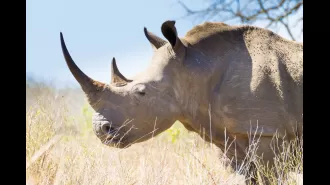 A species on the brink of extinction may have a chance at survival due to recent developments.