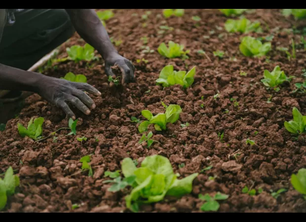 Black-owned farm, Local Lands, helps Georgia residents fight food deserts by expanding their reach and accessibility.